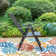 Alyah Folding Reclining Patio Dining Armchair With Adjustable Backrest