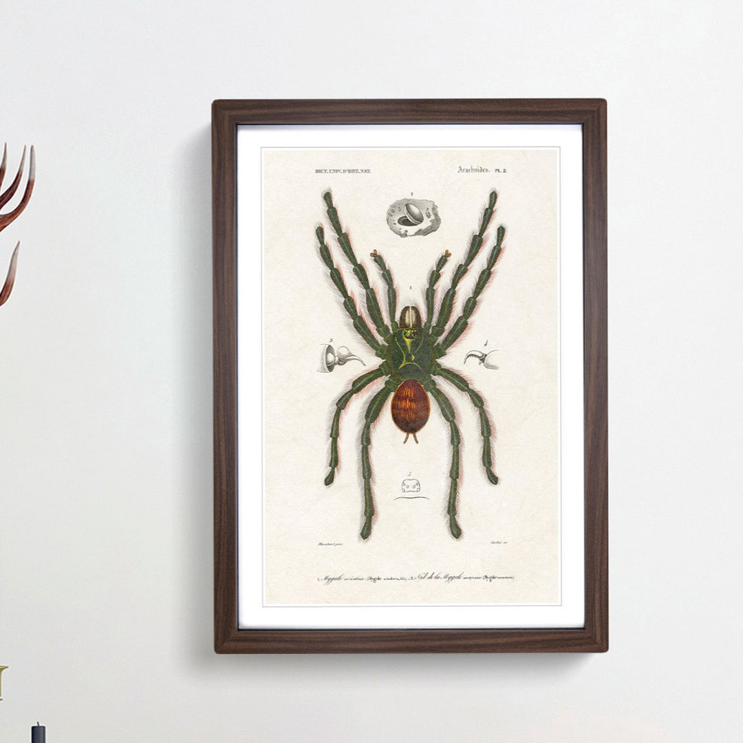Tarantula Illustration by Charles d' Orbigny - Picture Frame Graphic Art Print