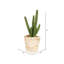 3 plantes grasses en pot