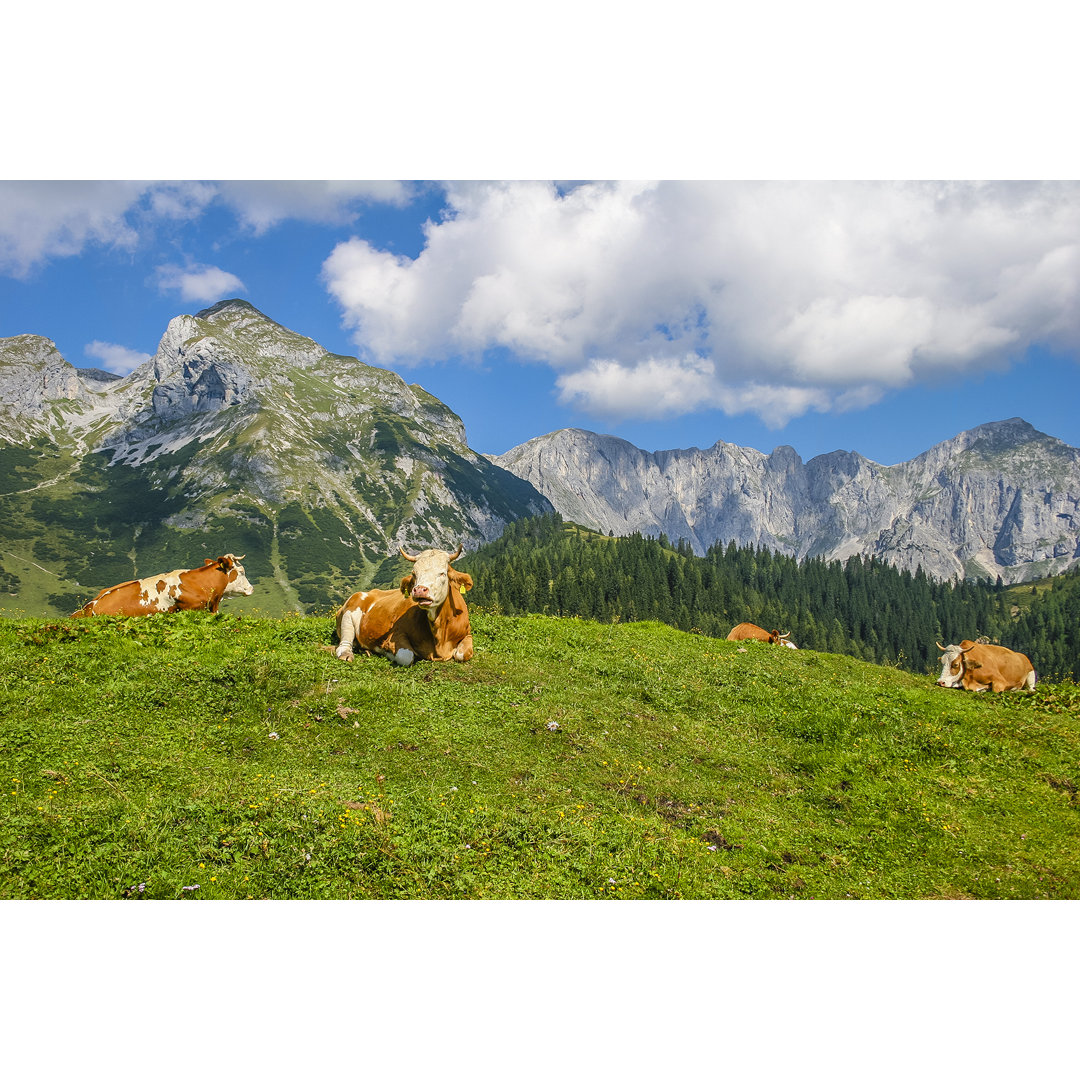 Kühe ruhen salzburgerland