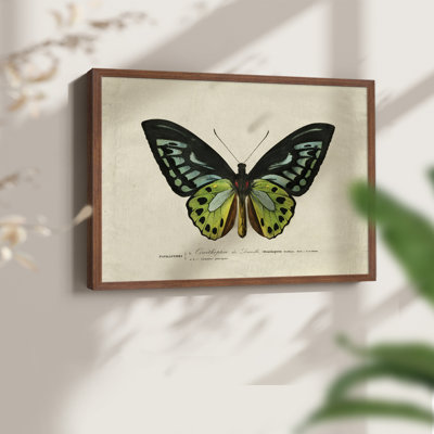 Faune rétro-XXIX - reproduction encadrée - réaménageable