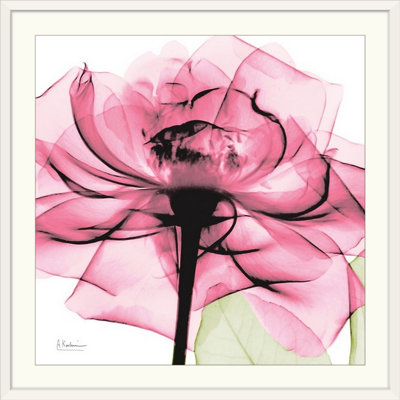Manigault 'Rose X-Ray by Kiranjit Photographic Print