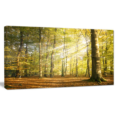 " Sun Rays Hitting Forest "