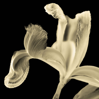 Iris II Buttercup On Black by David Pollard - Wrapped Canvas Art Prints