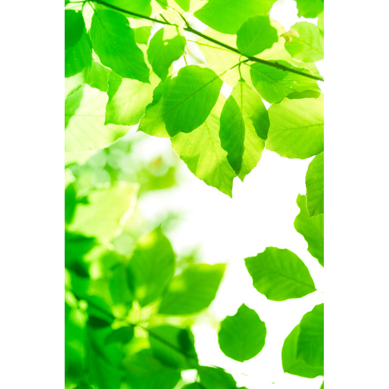 Spring Beech Leaves by Pawel Gaul, 36" H x 24" W