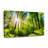 " Forest Sunshine "-900367252