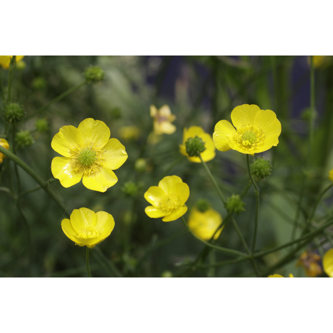 Gelbe Wiese Butterblume von Whiteway - Druck ohne Rahmen auf Leinwand