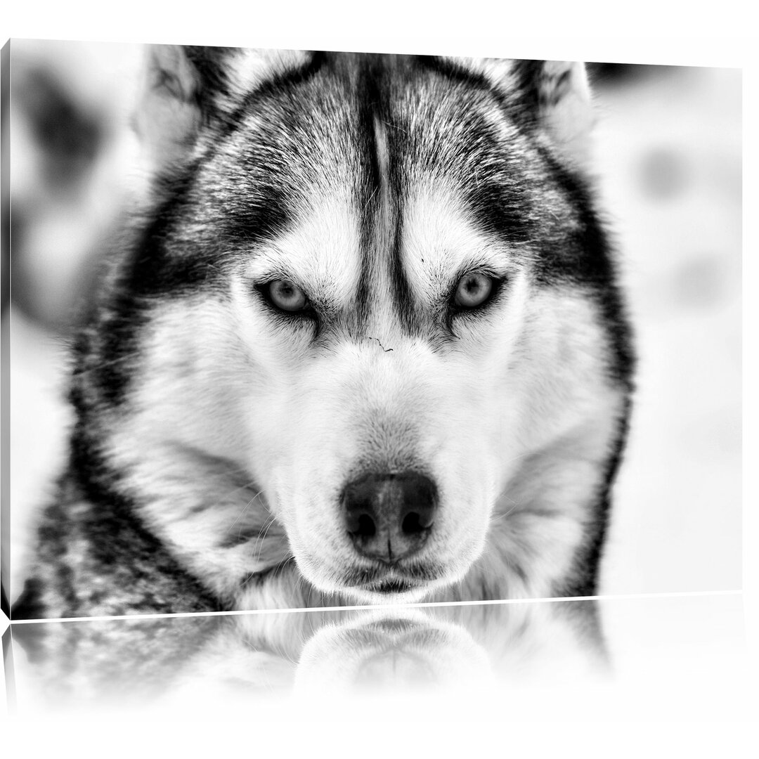 Leinwandbild Husky in Monochrom