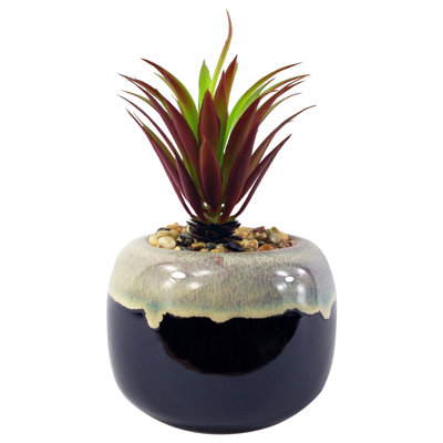 Annistin 20cm Plant