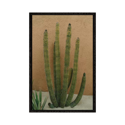 Cabo Cactus XI by Bethany Young - Print on Canvas