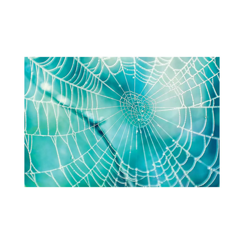 Spider Web by MScottPhotography - Wrapped Canvas Gallery-Wrapped Canvas Giclée, 20.32 cm H x 30.48 cm W