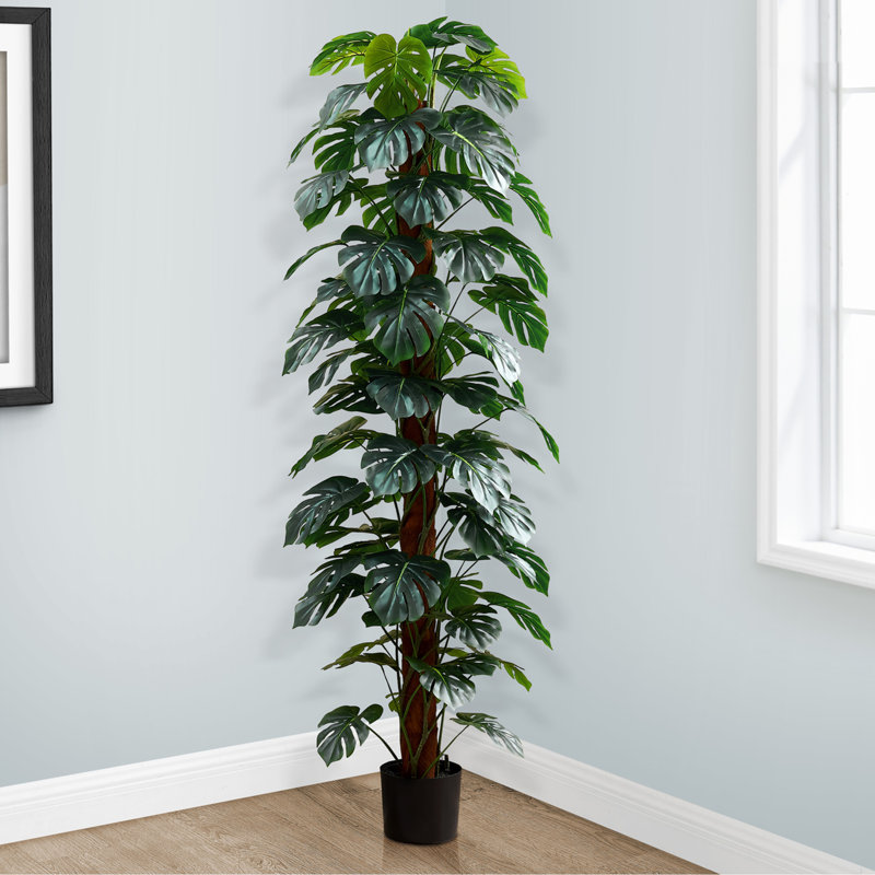 Arbre Monstera, plancher, intérieur, décoratif, feuilles vertes