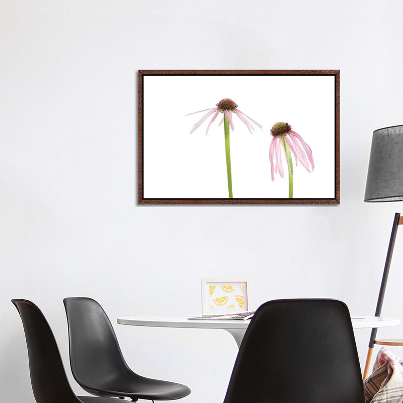 Pale Purple Coneflowers. Marion County, Illinois, USA. 1 Piece Wall Art on Canvas, 101.6 cm H x 66.04 cm W, White Framed