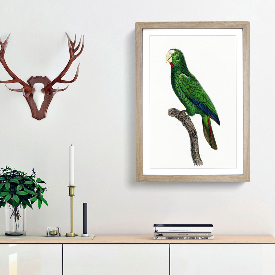 Cuban Amazon Parrot by F. Levaillant - Framed Print