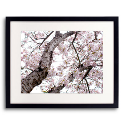 Cherry Blossom Burst Print by Catherine Johns