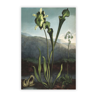 Bog Plants by Robert John Thornton - Frameless Print