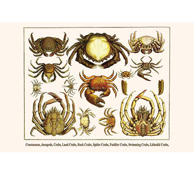 « crustacés decapods crabes crabes crabes crabes crabes crabes » par albertus seba