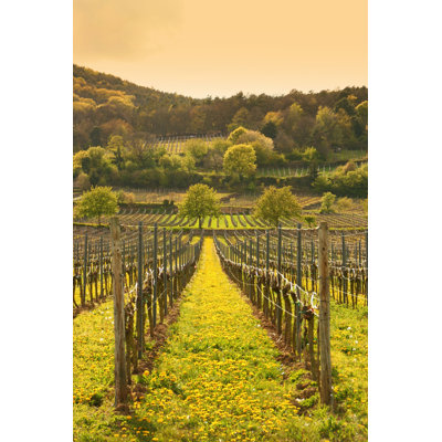 Tauny " Spring Vineyard "
