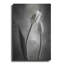«Two Tone Tulips III» par Debra Van Swearingen-680567489