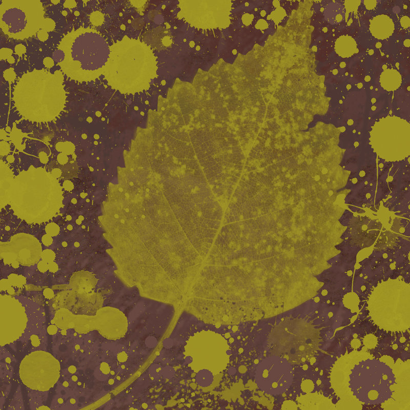 Botany Expressions I by Irena Orlov - Wrapped Canvas Print, 76cm H x 76cm W