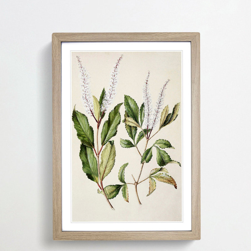 Kamahi Tawhero Flowers by Sarah Featon - Framed Print, 48cm H x 36cm W x 2cm D, Oak Framed