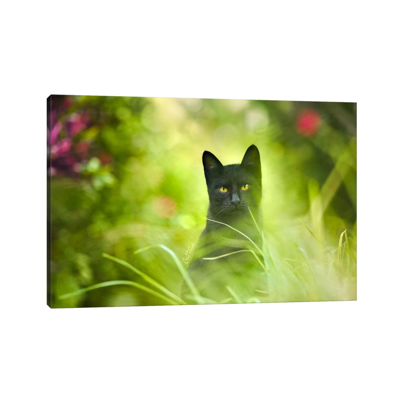 Black Cat by Ben Heine - Print on Canvas, Wrapped Canvas, 101.6 cm H x 66.04 cm W x 1.91 cm D
