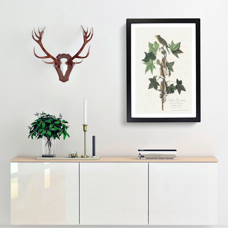 Traills Flycatcher Bird by John Audubon - Picture Frame Painting Print, 65cm H x 48cm W x 2cm D, Black Framed