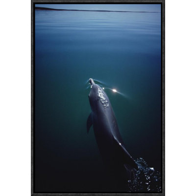" Bottlenose Dolphin Surfacing, Australia "