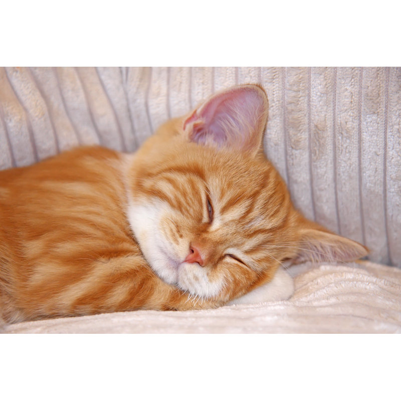 Sleeping Kitten by Pshenichka - Wrapped Canvas Print, 51cm H x 76cm W