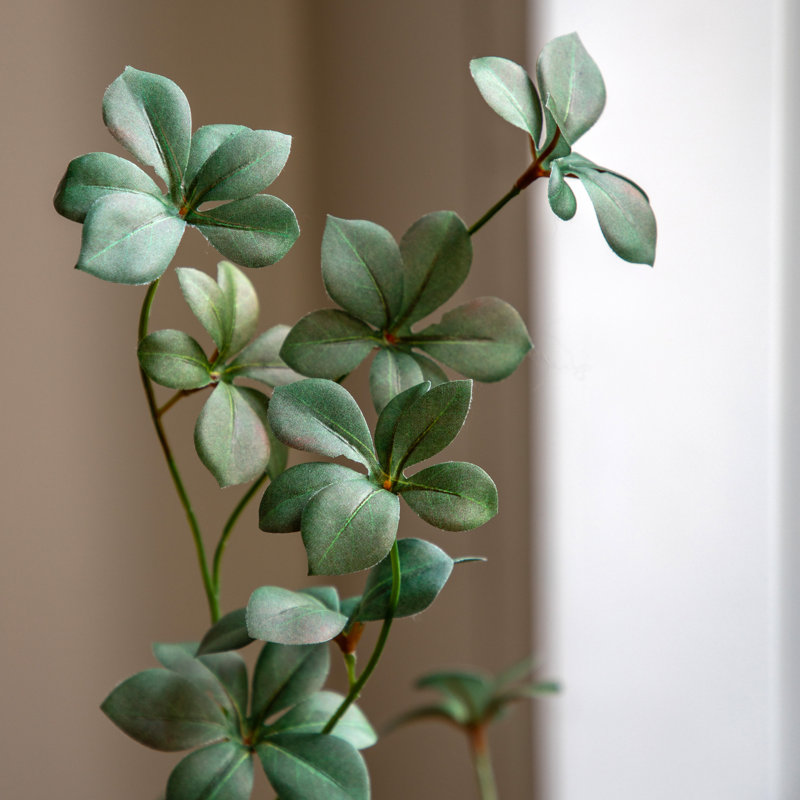 Potted Rhodoleia 5ft Tree
