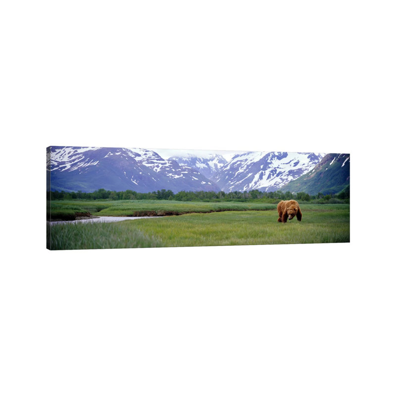 Grizzly Bear (Ursus Arctos Horribilis) Grazing In A Field, Kukak Bay - Wrapped Canvas Panoramic Print