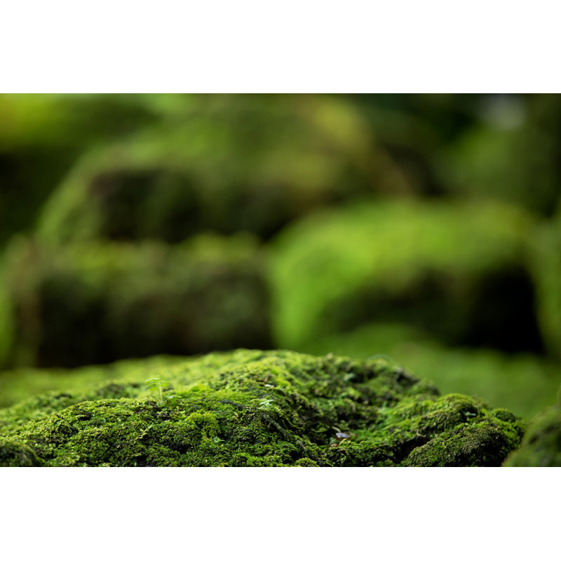 Green Moss In Forest by Rattankun Thongbun - Wrapped Canvas Print, 30cm H x 46cm W