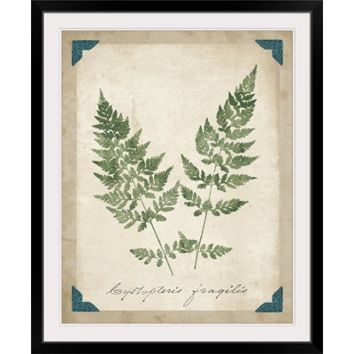 Vintage Ferns  Vintage Ferns VII