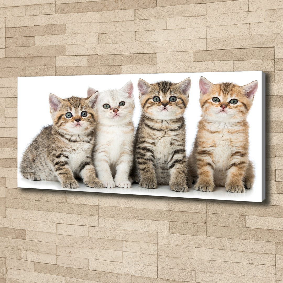 Kleine Katzen - Kunstdrucke auf Leinwand - Wrapped Canvas