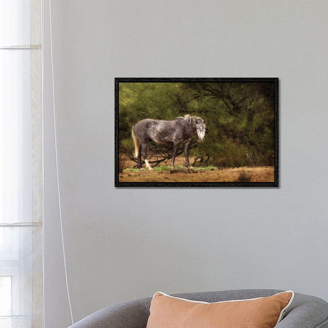 Dapple Grey Arizona Wild Horse von Susan Richey - Galerie-verpackte Leinwand Giclée auf Leinwand