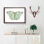Laertes Butterfly by George Shaw - Framed Print-55582387-55582389