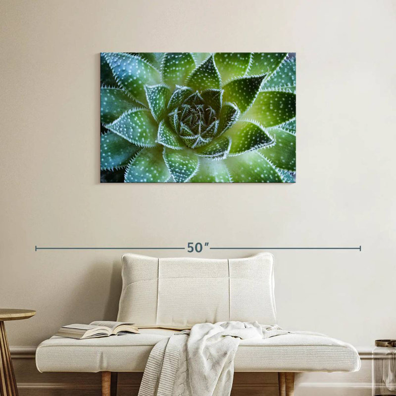Harnek Lace Aloe Succulent