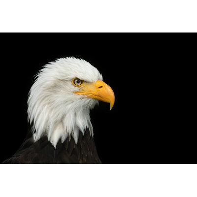Beautiful Bald Eagle by Andyworks