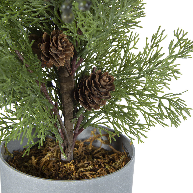Pin en pot
