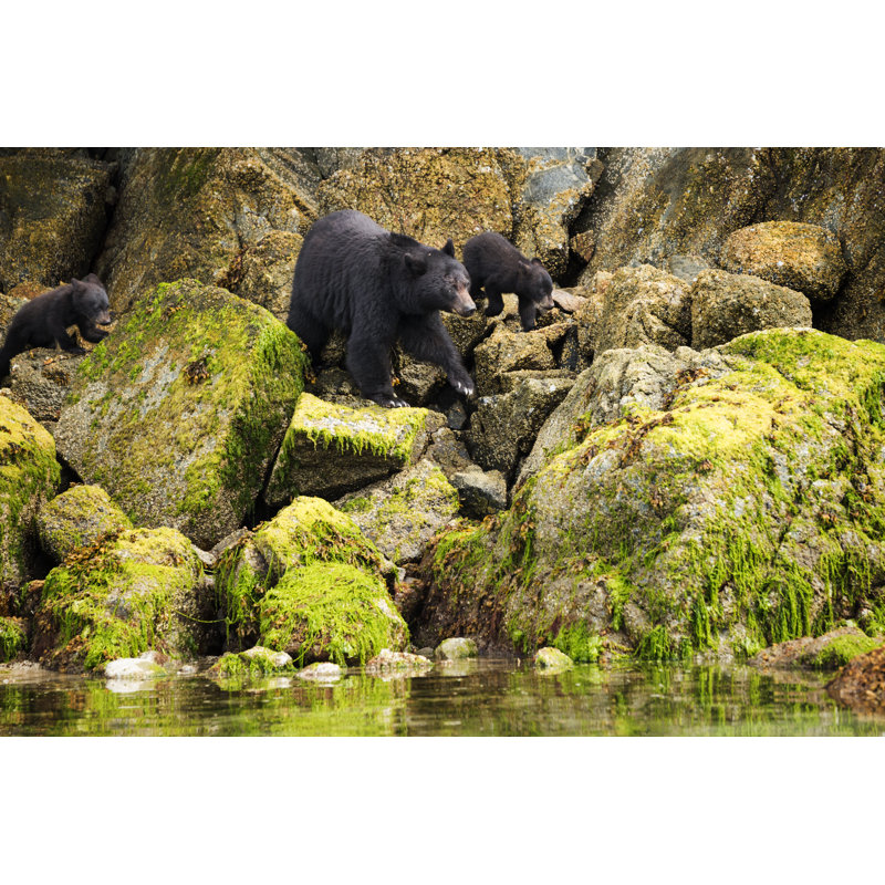 Mama Bear And Her Two Cubs Hunt For Clams by Wanderluster - No Frame Print on Canvas, 61cm H x 91cm W
