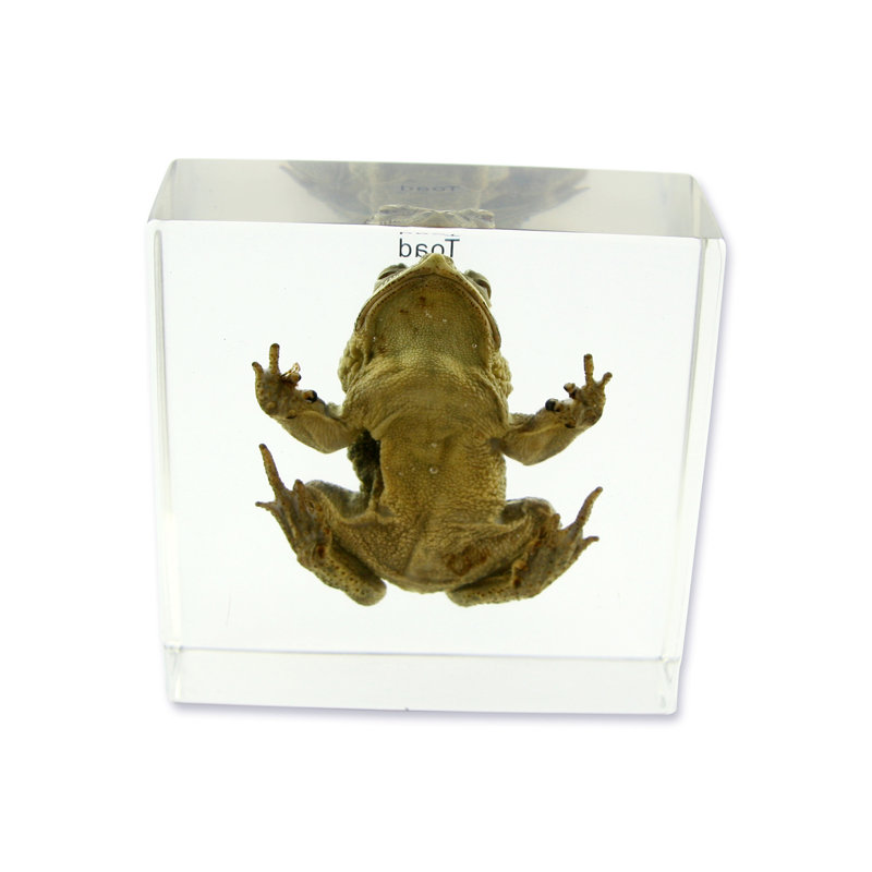 Presse-papiers Toad