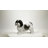 Standing Shih Tzu
