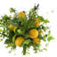 Lemon Plant Topiary