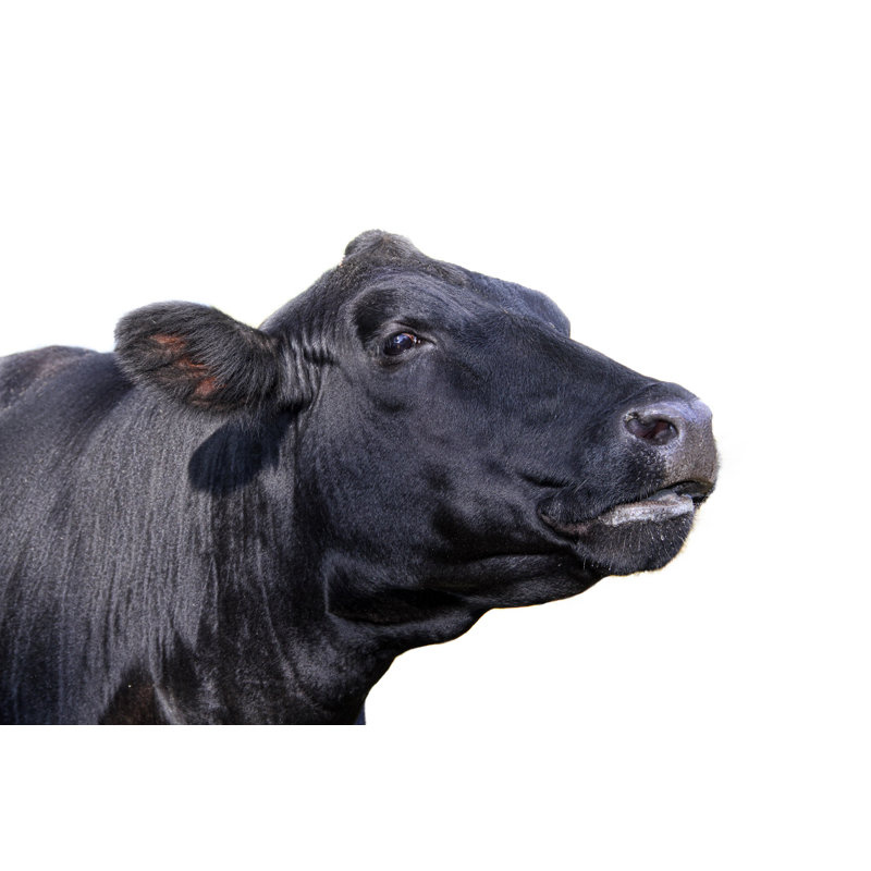 Vache noire par 2Nd Lookgraphics, H 24 po x l 36 po