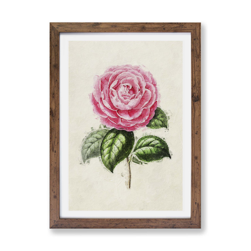 Garden Rose - Framed Print, Walnut, 33cm H x 45cm W x 2cm D