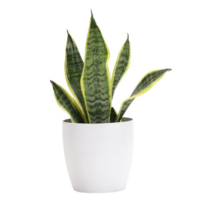 Live Laurentii Snake Plant in Classic Pot