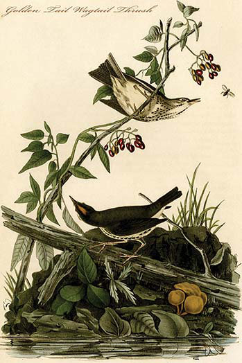 Golden tail wagtail thrush-impression d’art graphique, H 36 po x l 24 po x P 1,5 po