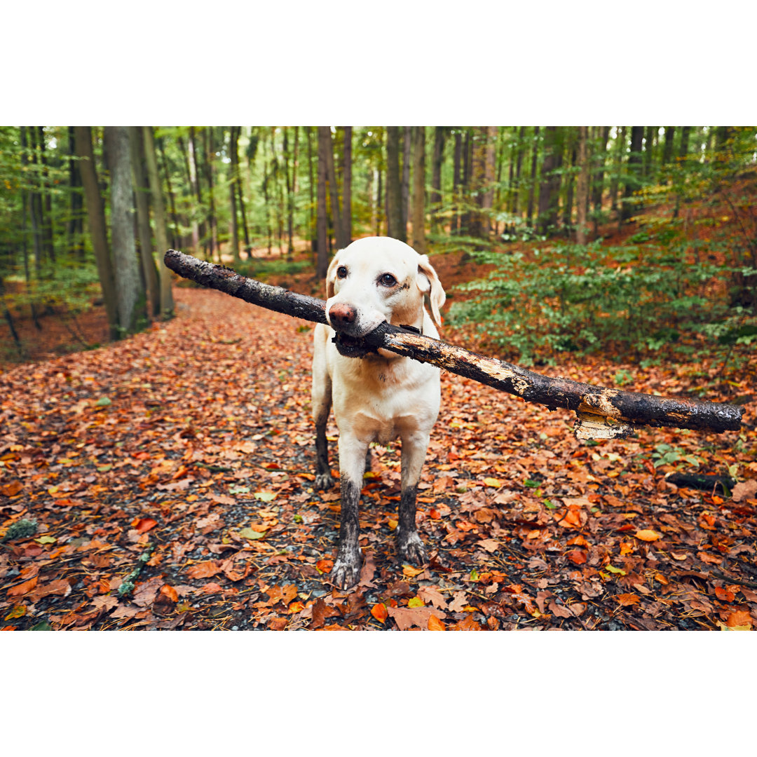 Leinwandbild Muddy Dog in Autumn Nature