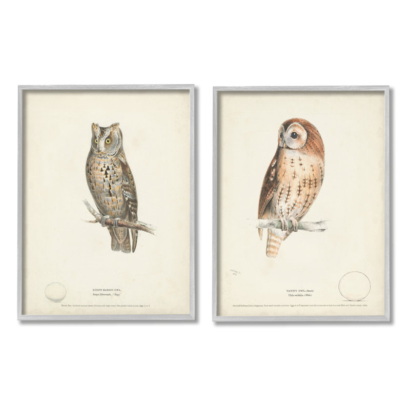 Owl Breeds, H 20 po x l 16 po x P 1,5 po, Estampe numérique Farmhouse