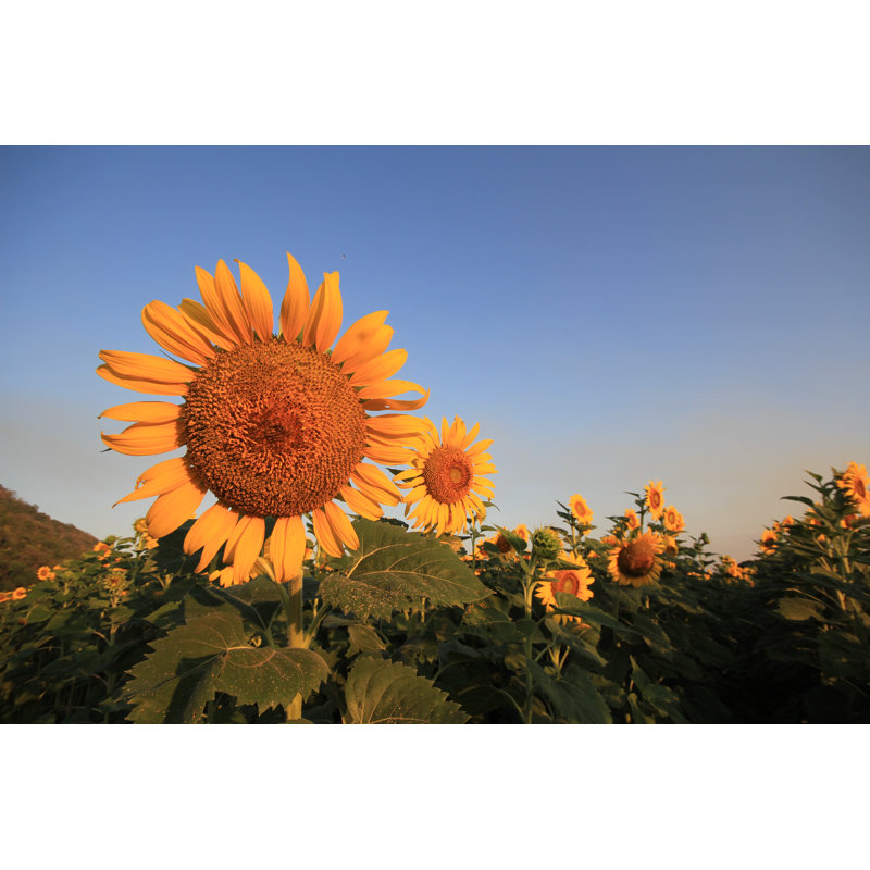 Sunflower Fields In Season by Peeravit18 - Wrapped Canvas Print, 30cm H x 46cm W